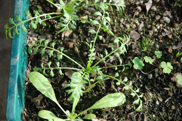 Lepidium didymum L. Brassicaceae - Corne-de-cerf à deux lobes