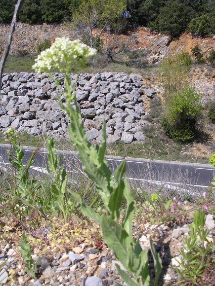 Lepidium draba L. Brassicaceae - Passerage drave