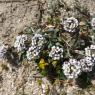 Lobularia maritima (L.) Desv. Brassicaceae Alysson maritime