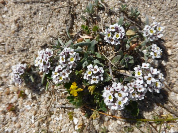 Lobularia maritima (L.) Desv. Brassicaceae Alysson maritime