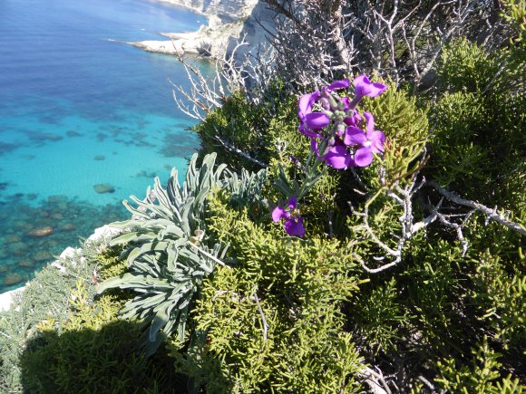 Matthiola incana (L.) R.Br. Brassicaeae Giroflée des jardins