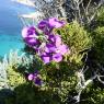 Matthiola incana (L.) R.Br. Brassicaeae Giroflée des jardins