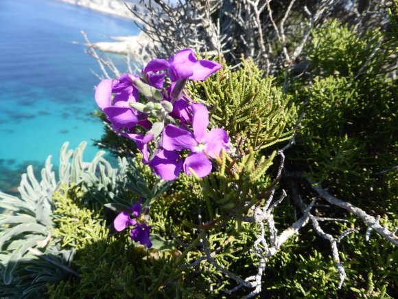 Matthiola incana (L.) R.Br. Brassicaeae Giroflée des jardins