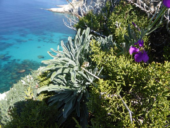 Matthiola incana (L.) R.Br. Brassicaeae Giroflée des jardins