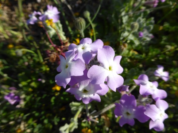 Matthiola tricuspidata (L.) R.Br. Brassicaceae Matthiole à fruit