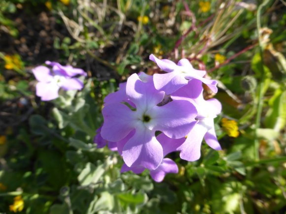 Matthiola tricuspidata (L.) R.Br. Brassicaceae Matthiole à fruit