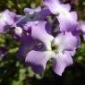 Matthiola tricuspidata (L.) R.Br. Brassicaceae Matthiole à fruit