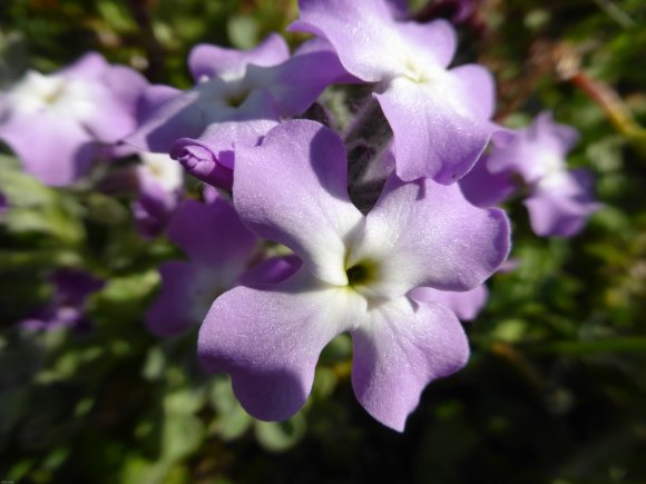 Matthiola tricuspidata (L.) R.Br. Brassicaceae Matthiole à fruit