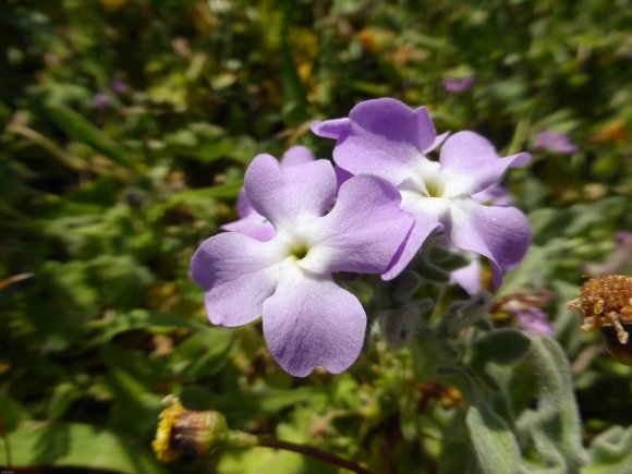 Matthiola tricuspidata (L.) R.Br. Brassicaceae Matthiole à fruit