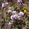 Matthiola tricuspidata (L.) R.Br. Brassicaceae Matthiole à fruit