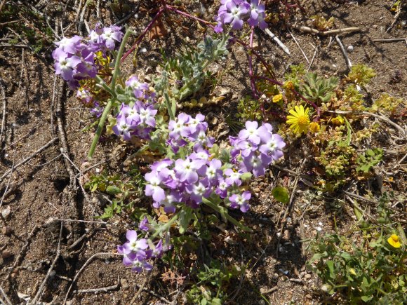 Matthiola tricuspidata (L.) R.Br. Brassicaceae Matthiole à fruit