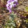 Matthiola tricuspidata (L.) R.Br. Brassicaceae Matthiole à fruit