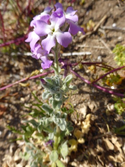 Matthiola tricuspidata (L.) R.Br. Brassicaceae Matthiole à fruit