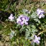 Matthiola tricuspidata (L.) R.Br. Brassicaceae Matthiole à fruit