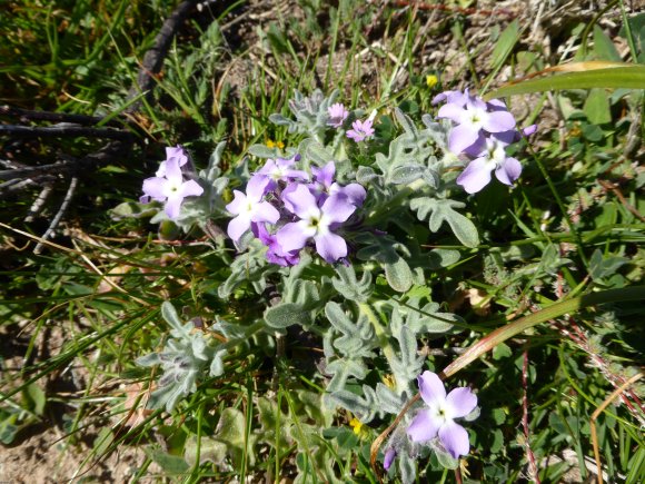 Matthiola tricuspidata (L.) R.Br. Brassicaceae Matthiole à fruit