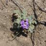 Matthiola tricuspidata (L.) R.Br. Brassicaceae Matthiole à fruit