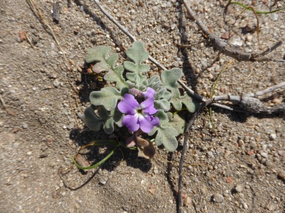 Matthiola tricuspidata (L.) R.Br. Brassicaceae Matthiole à fruit