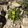 Morisia monanthos (Viv.) Asch. Brassicaceae Morisie