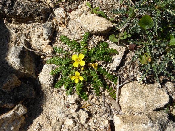 Morisia monanthos (Viv.) Asch. Brassicaceae Morisie