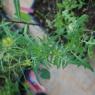 Sisymbrium irio L. Brassicaceae - Roquette jaune