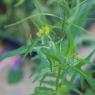 Sisymbrium irio L. Brassicaceae - Roquette jaune