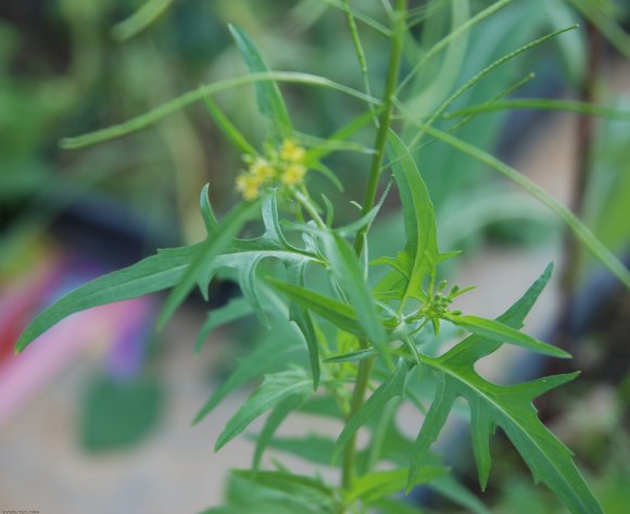 Sisymbrium irio L. Brassicaceae - Roquette jaune