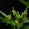 Sisymbrium irio L. Brassicaceae - Roquette jaune
