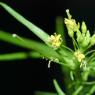 Sisymbrium irio L. Brassicaceae - Roquette jaune