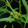 Sisymbrium irio L. Brassicaceae - Roquette jaune