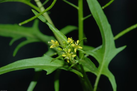 Sisymbrium irio L. Brassicaceae - Roquette jaune