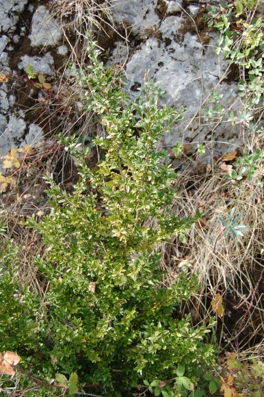 Buxus sempervirens L. Buxaceae - Buis