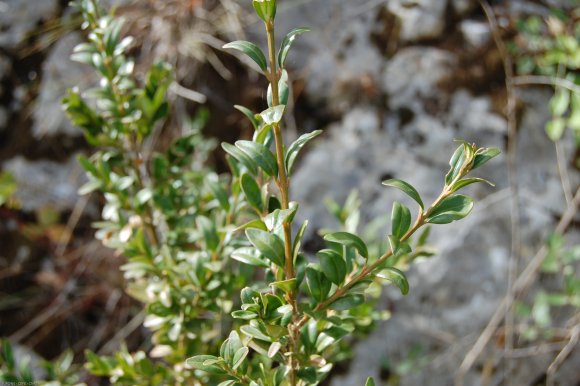 Buxus sempervirens L. Buxaceae - Buis