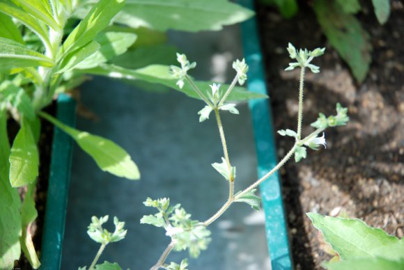 Campanula erinus L. Campanulaceae - Campanule érinus