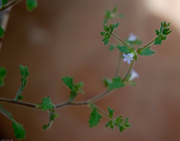 Campanula erinus L. Campanulaceae - Campanule érinus