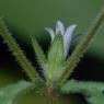 Campanula erinus