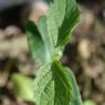 Celtis australis L. Cannabaceae - Micocoulier