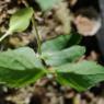 Celtis australis L. Cannabaceae - Micocoulier