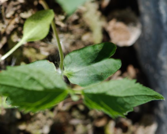 Celtis australis L. Cannabaceae - Micocoulier