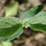 Celtis australis L. Cannabaceae - Micocoulier