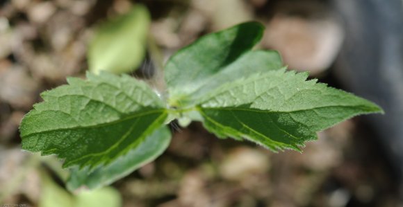 Celtis australis L. Cannabaceae - Micocoulier