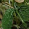 Celtis australis L. Cannabaceae - Micocoulier