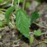 Celtis australis L. Cannabaceae - Micocoulier