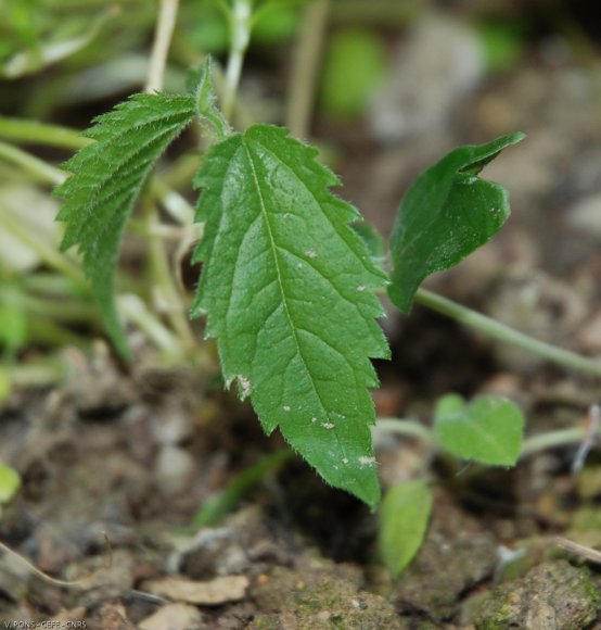 Celtis australis L. Cannabaceae - Micocoulier