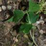 Celtis australis L. Cannabaceae - Micocoulier