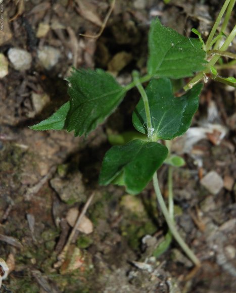 Celtis australis L. Cannabaceae - Micocoulier