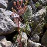 Centranthus calcitrapae (L.) Dufr Caprifoliaceae -Centranthe cha