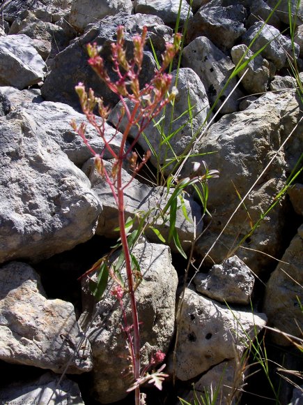 Centranthus calcitrapae (L.) Dufr Caprifoliaceae -Centranthe cha