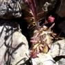 Centranthus calcitrapae (L.) Dufr Caprifoliaceae -Centranthe cha