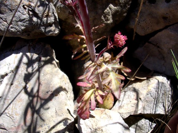 Centranthus calcitrapae (L.) Dufr Caprifoliaceae -Centranthe cha