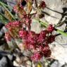 Centranthus calcitrapae (L.) Dufr Caprifoliaceae -Centranthe cha